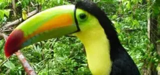 Wildlife program