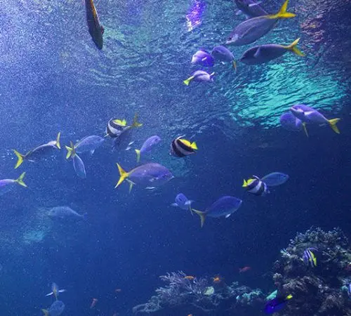 scuba diving