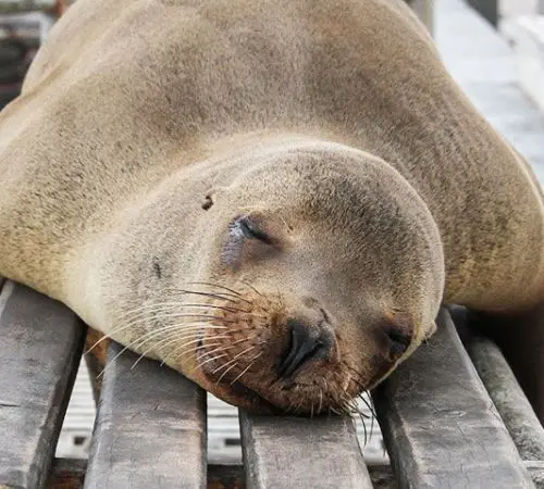 sleeping seal, galapagos