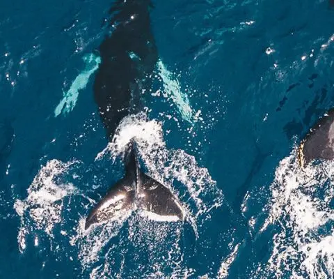 Marine life