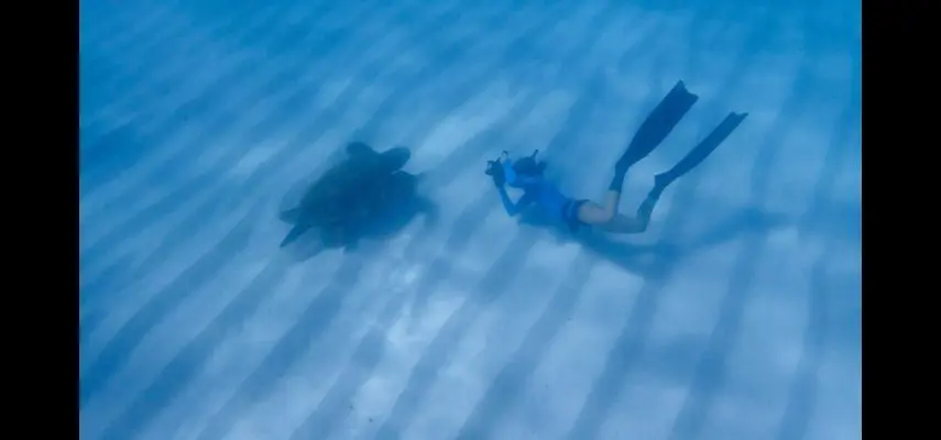 Diver photographing sea turtle underwater.