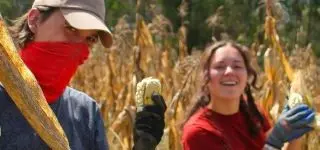 corn harvest ecuador