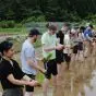 Rice Planting