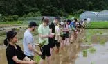 Rice Planting